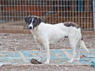 Pina sucht ihre Familie! - Krefeld
