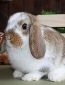 Kleine Zwergwidder Jungtiere Kaninchen Zwerghasen SOFORT abholbereit in 94124