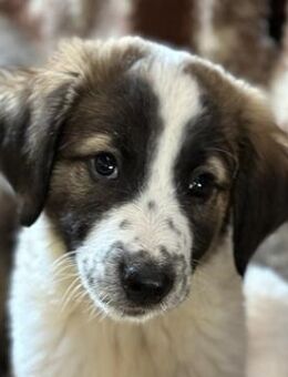 Findus, geb. ca. 02/2025, GRIECHENLAND - Euskirchen