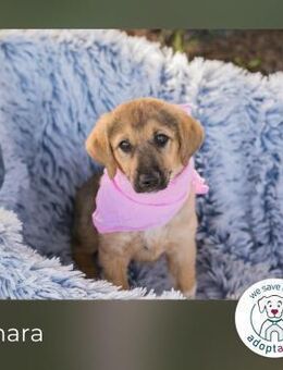 Amara: Hundekind sucht ein Zuhause - Kirchzell