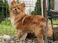 Smartie - Hundedame mit Biss - Tettau (Bayern)
