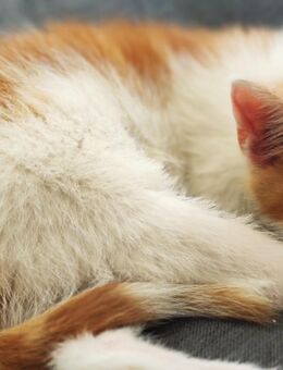 Ein Kater sucht ein Zuhause - Egeln Zentrum