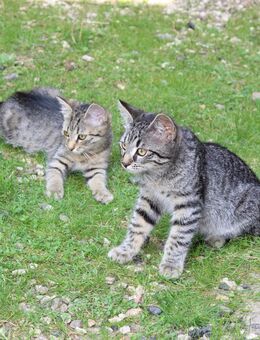 Bengalkatze Mix - Mistelgau