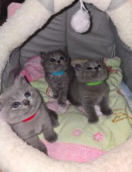 Bkh kitten - Seelze