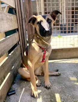 Lana, schüchterne Junghündin sucht - Köln