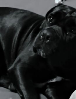 Cane Corso Hündin 4 Jahre - Manderscheid (Landkreis Bernkastel-Wittlich)