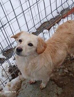 🌸 Zarte Junghündin Camellia 🐾 - Eislingen (Fils)