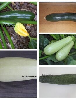 Belgrader Zucchini (Serbien), Indatlan Feher Zucchini (Ungarn), Black Beauty Zucchini und Astra Polka Zucchini Samen - Freital