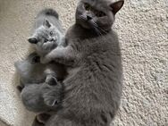 BKH Kitten mit Impfpass - Duisburg