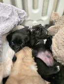 Mops Welpen ( Mopswelpen . Altdeutsche Mops ) in 66701