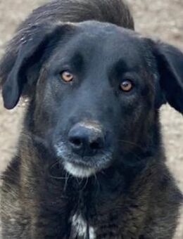 Niabi, geb. ca. 05/2023, Griechenland - Markdorf