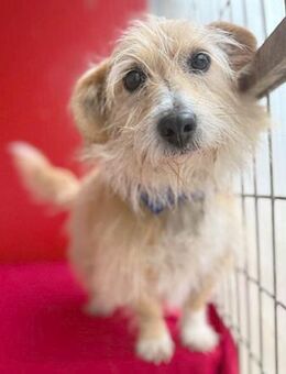 liebe kleine Struppi-Maus MOMO - Mamming