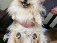 Barney2 SR kleiner Charmeur sucht - Neustadt (Rübenberge)