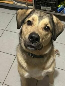 Romeo wünscht sich auch ein Zuhause - Dittelbrunn