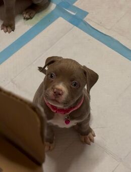 🐶 Liebevoll aufgezogene Bully XL Welpen suchen ein wunderschönes Zuhause 💕 - Berlin