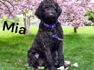 Labradordoodle f1b 6 Monate top erzogen - Trochtelfingen