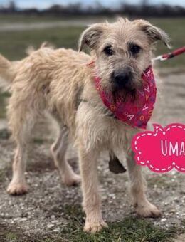 Uma - tolle Seele eingesperrt im Zwinger - Flörsheim-Dalsheim