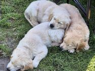 Golden Retriever Welpen - Leipzig