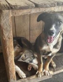 Unser Sternchen ist Sterretje - München