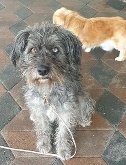 Vroni, fröhliche Hündin sucht ihr Zuhause - Borna