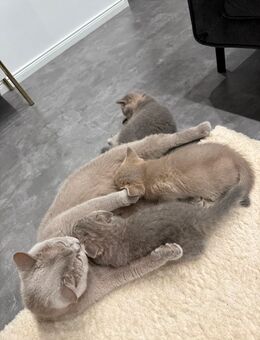 Reinrassige Britisch Kurzhaar Katzen BKH Kitten weiblich + männlich - Gelnhausen