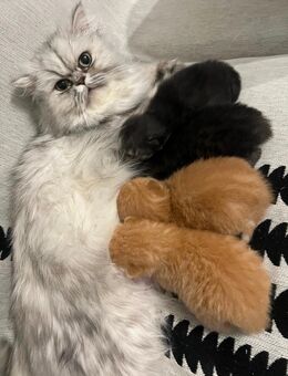 Perser Britisch Kurzhaar Kitten Abgabe ab der 12. Woche - Duisburg