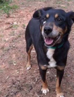 NUTELLA - sanfter &liebenswerter Senior - Velbert