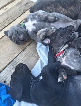 Cane Corso Welpen - Krefeld