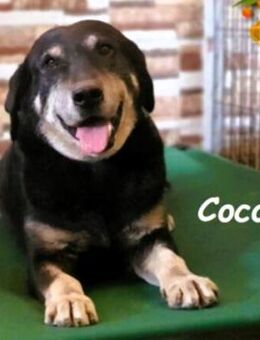 Coco5 ein Engel auf 4 Pfoten! 06/17 ESP - Ruppertsecken