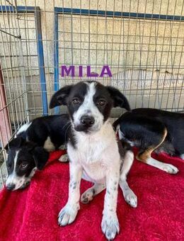 Mila Welpe sucht ihre Familie - Schwaig (Nürnberg)