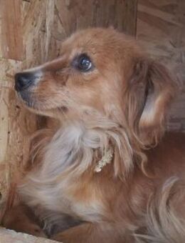 Purica 33 cm - Alpenrod