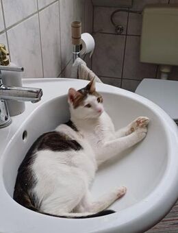 Lieber Paco sucht Zuhause mit Fluffy - Margetshöchheim