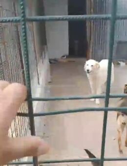 Dana wartet im Tierheim - Köln