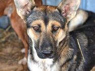 Lebensfrohe Stella sucht Familie - Gießen