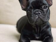 Süße Französische Bulldogge Welpe - Göttingen