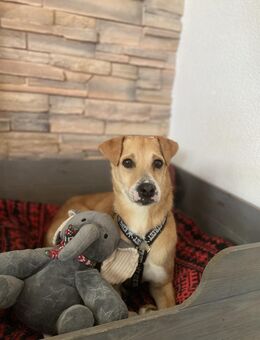 Sandro 💞sucht 2. Hund (Alb) - Ludwigshafen (Rhein)