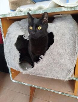 ❤️Kuschelkatzen Jenny & Julie❤️ - Eislingen (Fils)