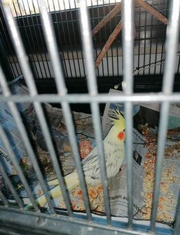 Junge handzahme super schöne Nymphensittich Hähne abzugeben - Waiblingen Zentrum