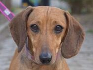 LOLA-5 jäh.,bezaubernde Dackel-Dame,27cm - Rösrath