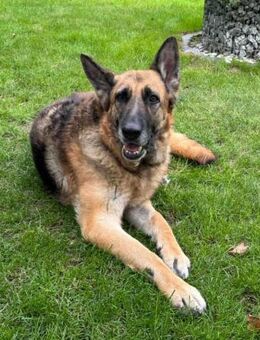 Sara auf Pflegestelle in Hessen - Bad Vilbel