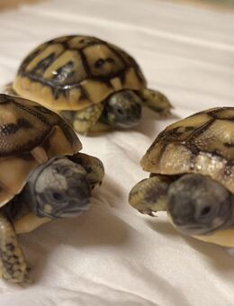 Griechische Landschildkröten kontrastreich gezeichnet - Reinheim