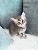5 süße BKH Kitten zu verkaufen 🐾 in 10369
