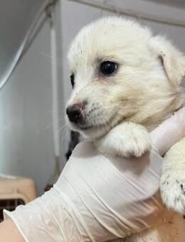 Welpe Sirius 💕 - Kallmünz