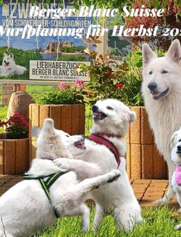 Wurfplanung Berger Blanc Suisse Oktober 2025 mit Papiere - Brenz