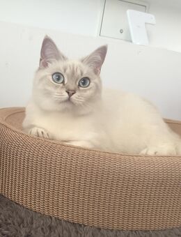 Wunderschöne bkh Katze mit blauen Augen – liebevolles Zuhause gesucht - Bad Schwartau
