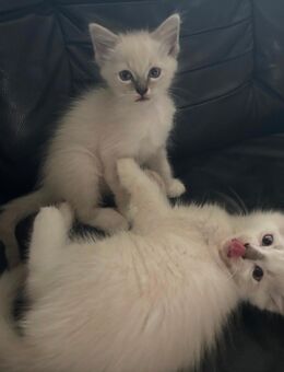 3 Ragdoll Kitten suchen ab sofort ein tolles zu Hause - Merzenich