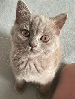 Britisch Kurzhaar Kitten Britisch Langhaar Kitten - Baar-Ebenhausen