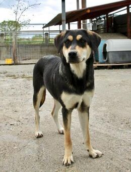 Lola - Alle gute Dinge sind DREI + 1 - Eixen