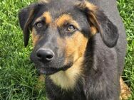 NICO - freundliches Hundekind! - Sulzbach-Laufen