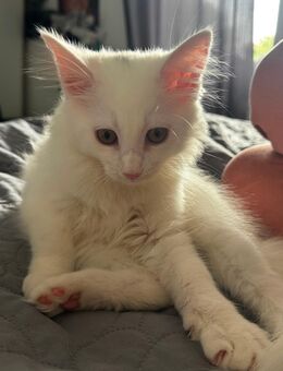Liebevolles Zuhause gesucht für kleines weißes Kitten - Gehrden